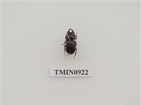 藏品(台灣姬肥鍬形蟲)的圖片